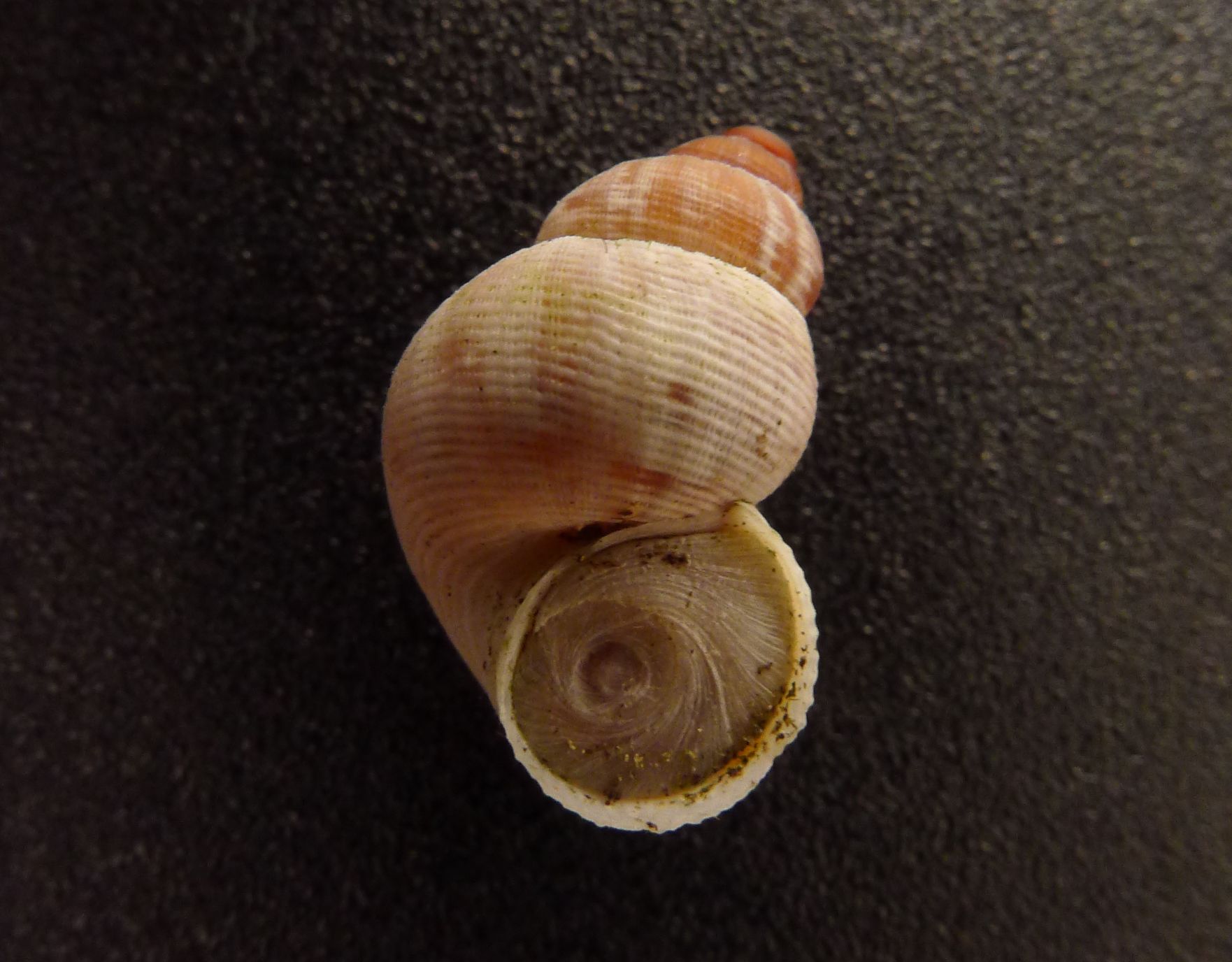 Pomatiasidae (o Pomatiidae...)